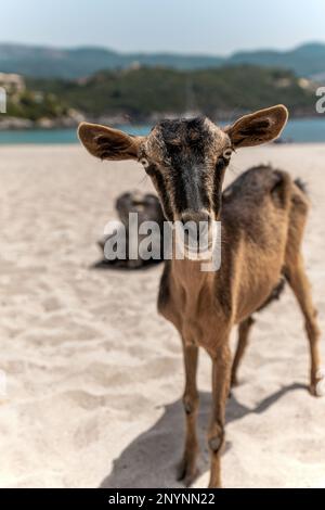 Ziege am Strand Bella Vraka Sivota Thesprotia Griechenland Stockfoto