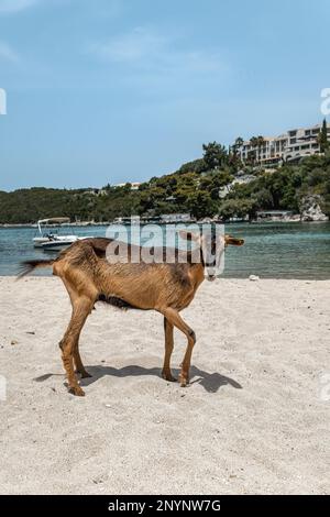 Ziege am Strand Bella Vraka Sivota Thesprotia Griechenland Stockfoto