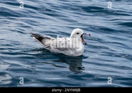 Südliches Fulmar (Fulmarus glacialoides) beim Schwimmen in der Antarktis. Mund offen, Reflexion auf der Wasseroberfläche. Stockfoto