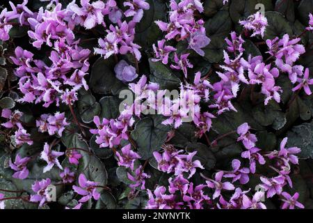 Frost auf Cyclamen-Blumen in einem Garten an einem Wintermorgen in Eugene, Oregon. Stockfoto
