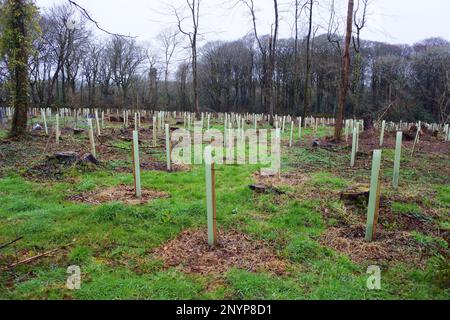 Neu gepflanzte Bäume mit Kunststoffschutz, Cornwall, Großbritannien - John Gollop Stockfoto