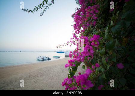Bougainvillea glabra, die kleine Bougainvillea oder Paprika Stockfoto