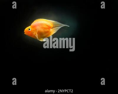 Ein schwanzloser tropischer Fisch mit dem Namen Derp Fish oder Blood Red Parrot, Cichlid, hell, orange, Hybrid Fish, Cichlidae-Arten im dunklen Wasser Stockfoto