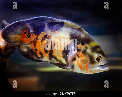 Ein Oscar-Fisch, roter Samt, Cichlid, warmer Farbton, orange schwarz gesprenkelte Farbe, Schwimmen im Becken unter Wasser mit verschwommenem Hintergrund, Phuket aquar Stockfoto