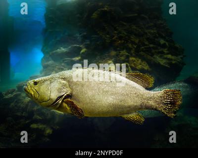 Nahaufnahme Eines einzelnen Riesenbarschfängers, großer Fisch, der im Tank im Phuket Aquarium Thailand schwimmt Stockfoto