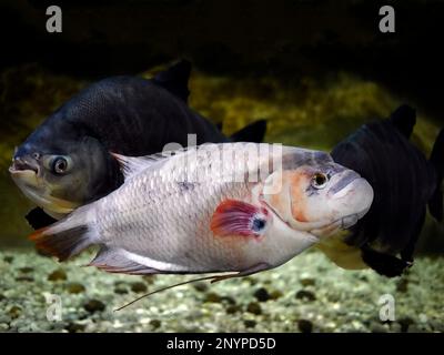 Nahaufnahme eines Albino Giant Gourami, Osphronemus Goramy, weiß, schwimmen im Aquarium von Phuket mit dunklen Fischen im Hintergrund Stockfoto