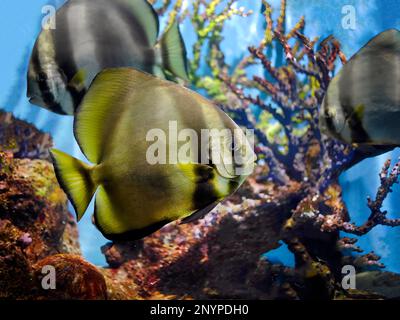 Nahaufnahme von Longfin Batfish, Teira Batfish, Platax Teira, Schwimmen unter Wasser im Aquarium, Phuket Aquarium, verschwommener Hintergrund von Korallenriffen Stockfoto