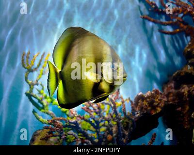 Nahaufnahme von Longfin Batfish, Teira Batfish, Platax Teira, Schwimmen unter Wasser im Aquarium, Phuket Aquarium, verschwommener Hintergrund von Korallenriffen Stockfoto