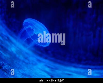 Kleine Mondquallen mit Neonlicht in Blau, Schwimmen im Wasser, Phuket Aquarium Stockfoto