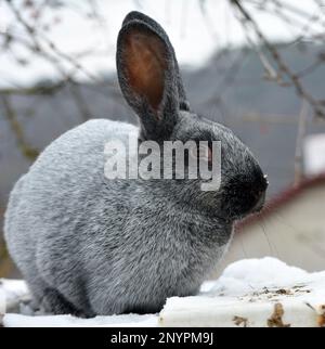 Kaninchen der Silberrasse Poltava, in der Ukraine gezüchtet Stockfoto