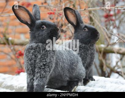 Kaninchen der Silberrasse Poltava, in der Ukraine gezüchtet Stockfoto