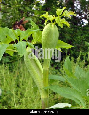 Medizinisches, ätherisches Öl, Honig, Nahrungspflanze - Angelica Archangelica wächst in der Wildnis Stockfoto