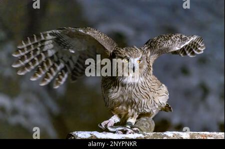 Blakiston-Fischeule (Ketupa blakistoni) mit Beute. Foto aus Hokkaido, Japan. Stockfoto