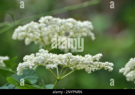 Im Frühling blühen Holunderbeeren in freier Wildbahn Stockfoto