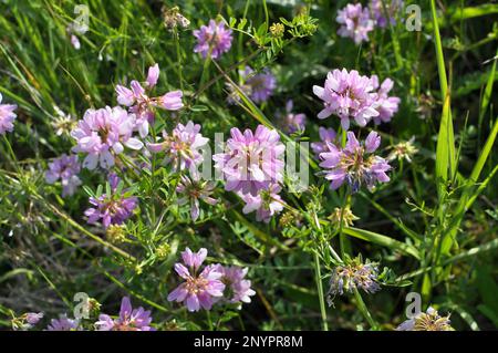 In der Natur wächst die Securigera Varia in Wildgräsern Stockfoto