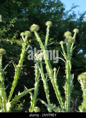 Die hohe und stachelige Distel Onopordum Acanthium wächst in freier Wildbahn Stockfoto