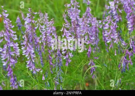 Dünnblättrige Erbsen (Vicia tenuifolia) blühen auf der Wiese in freier Wildbahn Stockfoto