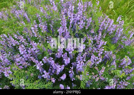 Dünnblättrige Erbsen (Vicia tenuifolia) blühen auf der Wiese in freier Wildbahn Stockfoto