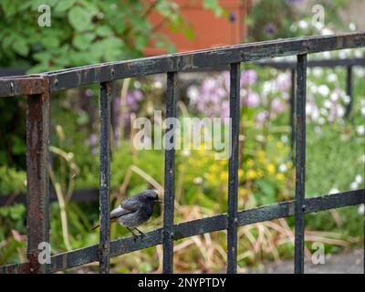 Ein schwarzer RotStart, Phoenicurus ochruros, sitzt auf einem Zaun Stockfoto