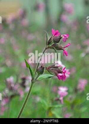 Nahaufnahme eines blühenden roten campion, Silene dioica Stockfoto