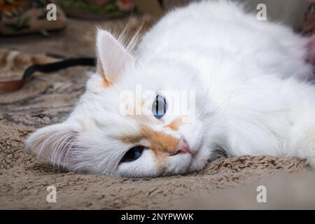 Weiße flauschige Katze mit blauen Augen schläft auf dem Bett aus nächster Nähe Stockfoto