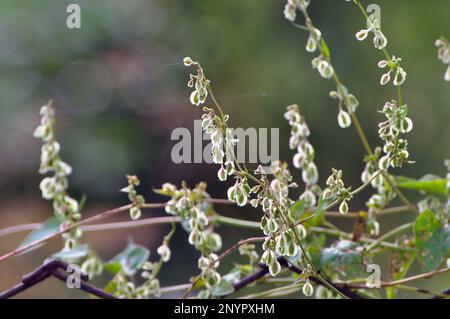 Wilder Strauchweizen (Fallopia dumetorum), der sich wie ein in freier Wildbahn wachsendes Unkraut dreht Stockfoto