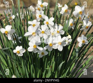 Im Frühling blühen Narzisse (Narzissen) in einem Blumenbeet. Stockfoto