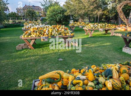 Mehrere Holztische mit vielen verschiedenen bunten Kürbis-Zierköpfen auf einem Bauernhof, die im oktober während der Erntesaison zum Verkauf angeboten werden, keine Menschen Stockfoto