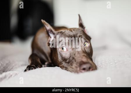 Der Pitbull-Hund liegt auf dem Bett und sieht süß aus mit seinen Augen Stockfoto