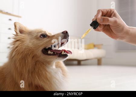 Frau, die dem süßen Hund zu Hause Tinktur gibt, Nahaufnahme Stockfoto