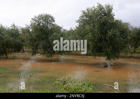 Sa Pobla, Spanien. 02. März 2023. Blick auf einen Olivenhain, der nach heftigen Regenfällen überflutet wurde. Kredit: Clara Margais/dpa/Alamy Live News Stockfoto