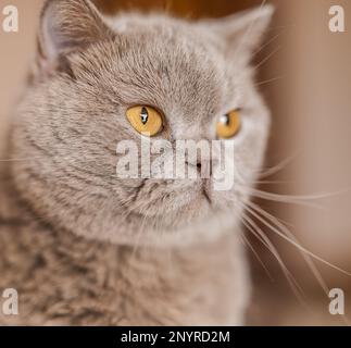 Das Porträt der britischen Shorthair-Katze mit gelben Augen befindet sich auf einem Heimhintergrund Stockfoto