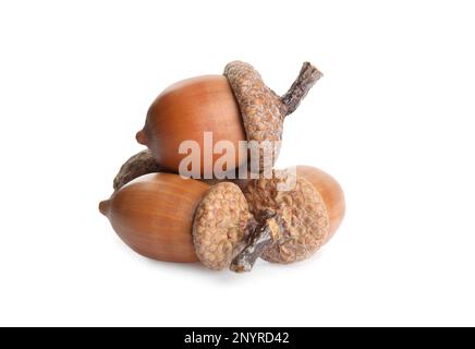 Viele schöne braune Eicheln auf weißem Hintergrund Stockfoto