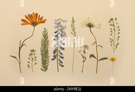 Gepresste getrocknete Blumen und Pflanzen auf beigefarbenem Hintergrund, flach liegend. Wunderschönes Herbarium Stockfoto