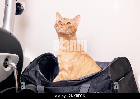 Rote Katze, die in einer Reisetasche sitzt Stockfoto