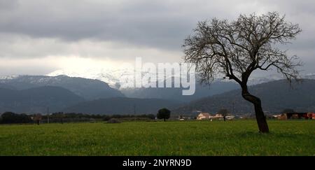 Sa Pobla, Spanien. 02. März 2023. Mandelfelder mit schneebedeckten Bergen von Serra de Tramuntana im Hintergrund, einer Bergkette im Nordwesten von Mallorca. Kredit: Clara Margais/dpa/Alamy Live News Stockfoto