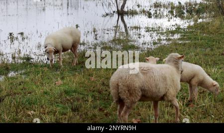 Sa Pobla, Spanien. 02. März 2023. Schafe, die auf einer Wiese standen und nach heftigen Regenfällen überflutet wurden. Kredit: Clara Margais/dpa/Alamy Live News Stockfoto