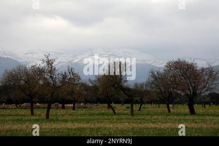 Sa Pobla, Spanien. 02. März 2023. Mandelfelder mit schneebedeckten Bergen von Serra de Tramuntana im Hintergrund, einer Bergkette im Nordwesten von Mallorca. Kredit: Clara Margais/dpa/Alamy Live News Stockfoto