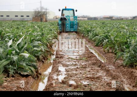 Sa Pobla, Spanien. 02. März 2023. Arbeiter ernten Artischocken auf einem schlammigen Feld nach heftigen Regenfällen. Kredit: Clara Margais/dpa/Alamy Live News Stockfoto