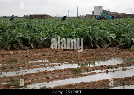 Sa Pobla, Spanien. 02. März 2023. Arbeiter ernten Artischocken auf einem schlammigen Feld nach heftigen Regenfällen. Kredit: Clara Margais/dpa/Alamy Live News Stockfoto