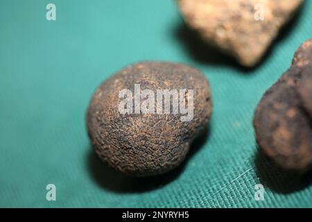 Weiße und schwarze Trüffel Pilze Nahaufnahme Hintergrund botanische Drucke Tuber magnatum aestivum Family tuberaceae große, hochwertige Bilder Stockfoto