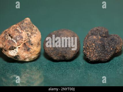 Weiße und schwarze Trüffel Pilze Nahaufnahme Hintergrund botanische Drucke Tuber magnatum aestivum Family tuberaceae große, hochwertige Bilder Stockfoto