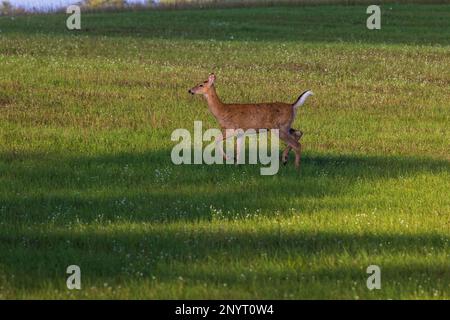 Weißwedelhündchen läuft auf einem Feld im Norden von Wisconsin. Stockfoto