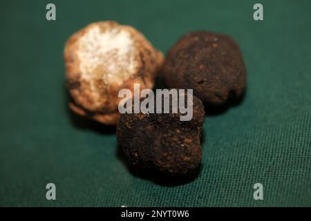 Weiße und schwarze Trüffel Pilze Nahaufnahme Hintergrund botanische Drucke Tuber magnatum aestivum Family tuberaceae große, hochwertige Bilder Stockfoto