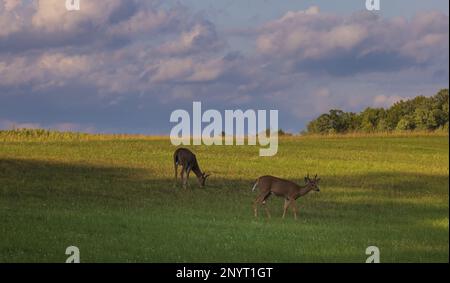 Weißschwanzböcke, die in einem nördlichen Wisconsin-Feld herumschnüffeln. Stockfoto