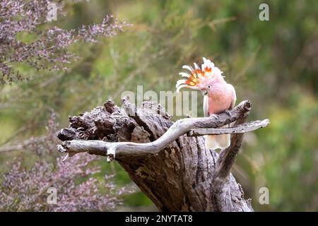 Major Mitchell Cockatoo, auch bekannt als Leadbeater oder rosa Kakadu, hoch oben auf einem toten Baum. Diese Art ist in der Wildnis bedroht. Victoria, Stockfoto