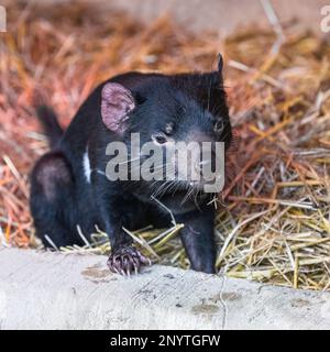 Tasmanischer Teufel, Sarcophilus harrisii, lustiges Tier Stockfoto