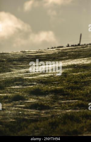 Schafe grasen auf grünen Feldern mit silbernen Spinnennetzen bei schwachem Sonnenlicht, mit Steinwänden und defensiven Gräben des römischen Forts Epiacum im Vordergrund Stockfoto