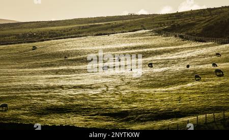 Schafe grasen auf grünen Feldern mit silbernen Spinnennetzen bei schwachem Sonnenlicht, mit Steinwänden und defensiven Gräben des römischen Forts Epiacum im Vordergrund Stockfoto