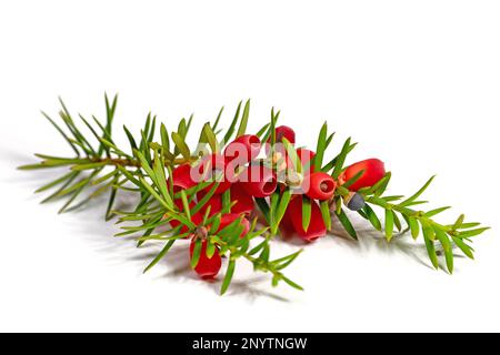 Früchte des Eibenbaums vor weißem Hintergrund Stockfoto